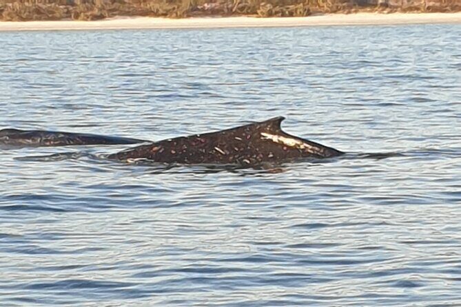 AAA NOOSA Whale watching experience in Noosa Whalesongsnoosa - The Reviews in Context: What Travelers Love