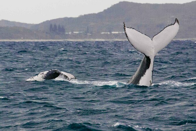 AAA NOOSA Whale watching experience in Noosa Whalesongsnoosa - The Sum Up