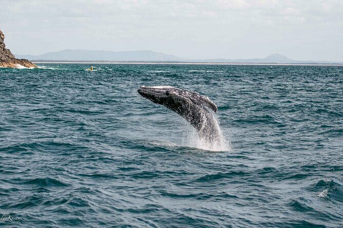 AAA NOOSA Whale watching experience in Noosa Whalesongsnoosa - Frequently Asked Questions
