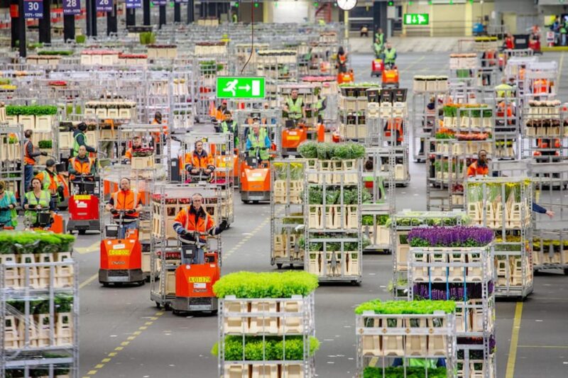 Aalsmeer: Flower Auction Royal Flora Holland Entry Ticket - Self-Guided Tour