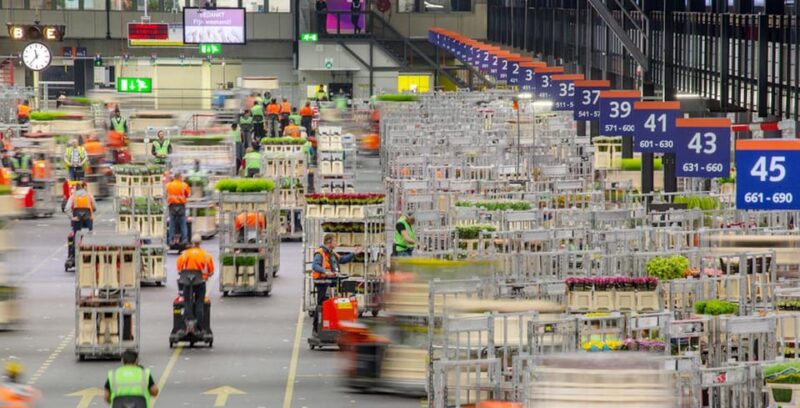 Aalsmeer: Flower Auction Royal Flora Holland Entry Ticket - Visitor Feedback and Ratings