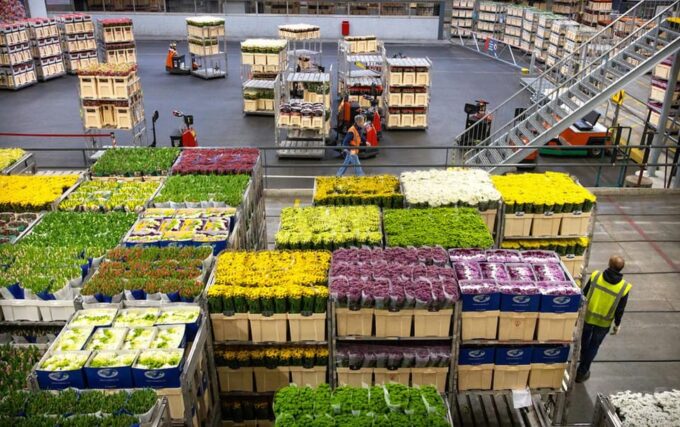 Aalsmeer: Flower Auction Royal Flora Holland Entry Ticket - Frequently Asked Questions