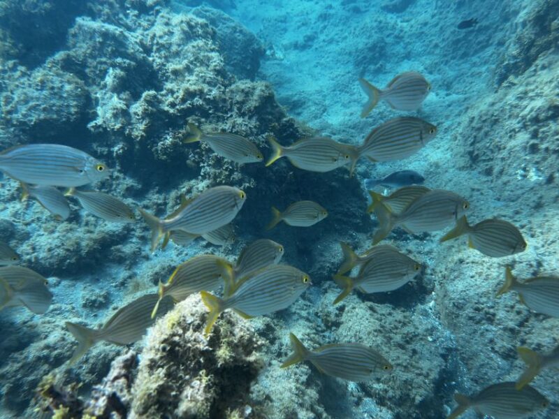 Abades: Guided Snorkeling Tour With Photos - Customer Reviews and Ratings