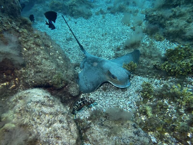 Abades: Guided Snorkeling Tour With Photos - Meeting Point and Cancellation Policy