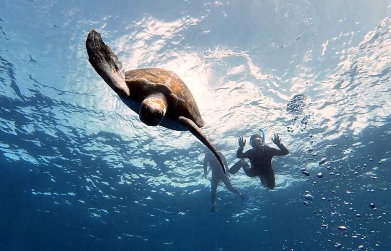 Abades: Tenerife Turtles and Rays Snorkeling Trip - Departure Locations and Meeting Point