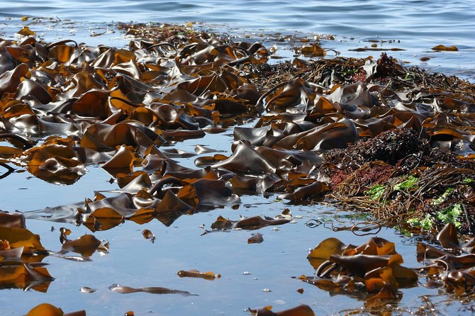 Abalone Farm Tour and Tasting With Coastal Seaweed Walk. Guided. 2 Hours - Abalone Farm Exploration