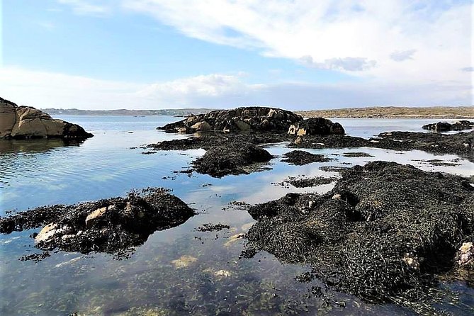 Abalone Farm Tour and Tasting With Coastal Seaweed Walk. Guided. 2 Hours - Inclusive Alcoholic Beverages