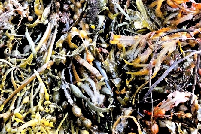 Abalone Farm Tour and Tasting With Coastal Seaweed Walk. Guided. 2 Hours - Booking and Accessibility