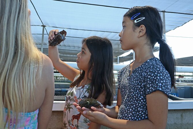 Abalone Farm Tour - Sustainable Farming of Ezo Abalone