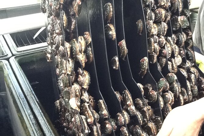 Abalone Farm Tour - Suitable for All Ages and Abilities