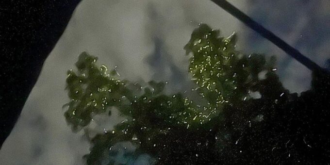 Abatan Firefly Watching: Bohols Magical Nighttime Wonders - Frequently Asked Questions