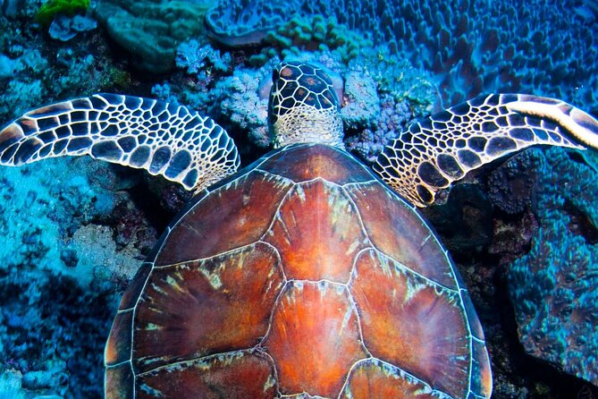ABC Snorkel Charters Port Douglas Snorkelling Max 12 Passengers - Marine Life Encounters