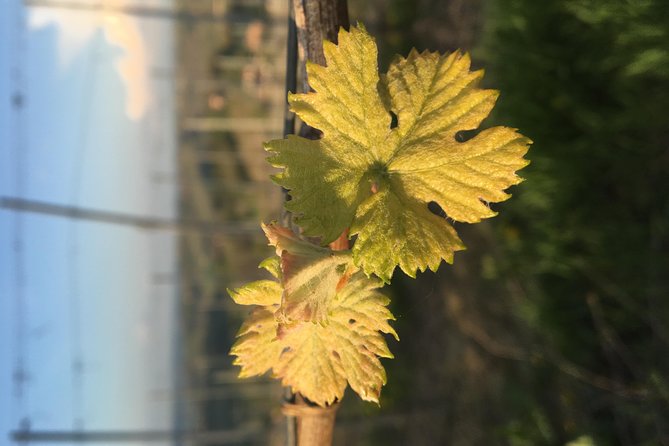 Abellonio Cascina Piccaluga - Visit to the Vineyards, to the Wine Tasting Cellar - Wine Tasting and Cellar Tour