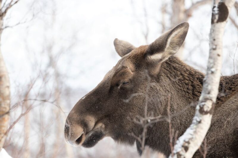 Abisko: Wilderness Snowshoe Hike - Experience Highlights
