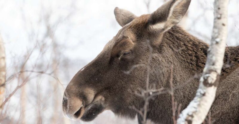 Abisko: Wilderness Snowshoe Hike - Exploring Abiskos Backcountry