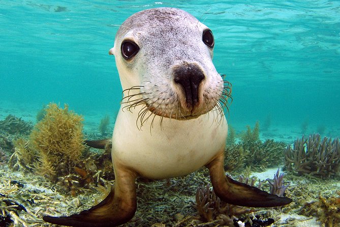 Abrolhos Islands 5 Day Cruise - Dining and Cuisine