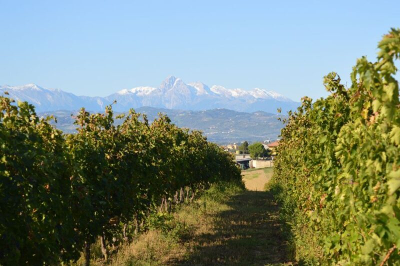 Abruzzo: Historic Cellar Wine Tour and Tasting - Experience the Historic Winery