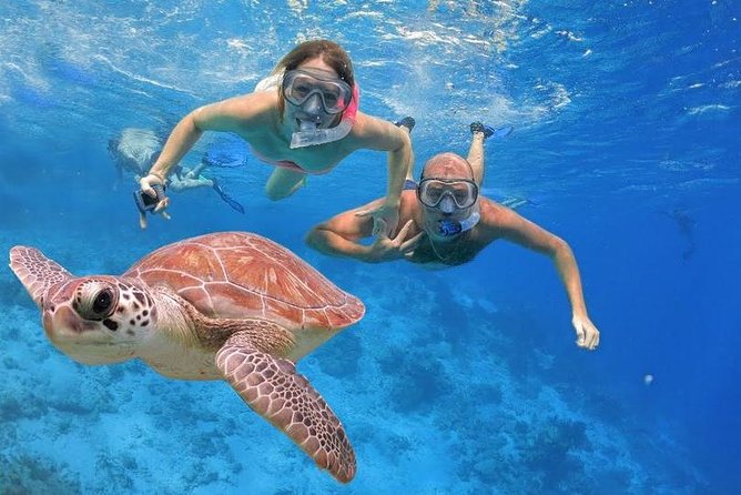 Abu Dabab Swim With Turtles Private Tour - Turtle Encounter Experience