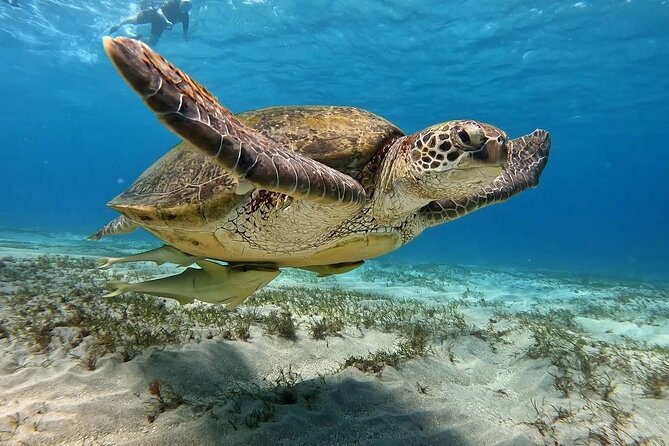 Abu Dabbab Beach Full Day Trip With Turtles - Meeting and Pickup