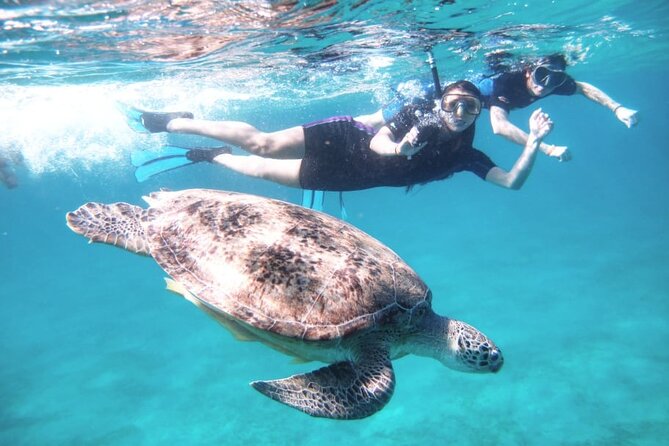 Abu Dabbab Beach Full Day Trip With Turtles - Coral and Marine Life