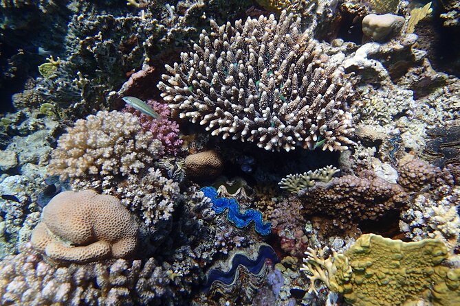 Abu Dabbab Beach Full Day Trip With Turtles - Cancellation Policy