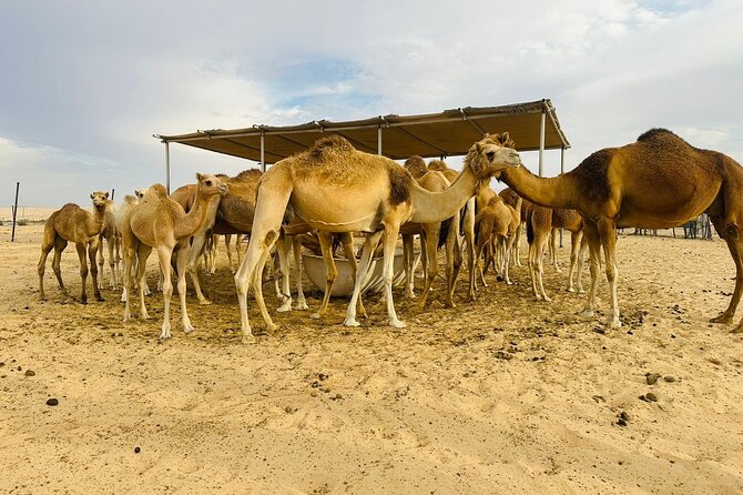 Abu Dhabi Desert Safari With BBQ Dinner & Live Shows - Cancellation and Price Guarantee