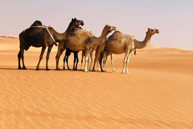 Abu Dhabi: Evening Desert Safari With Camel Ride, BBQ & Live Show - Dune Bashing