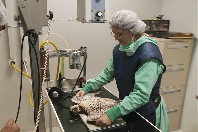 Abu Dhabi Falcon Hospital Tour - Falcons in Emirati Culture