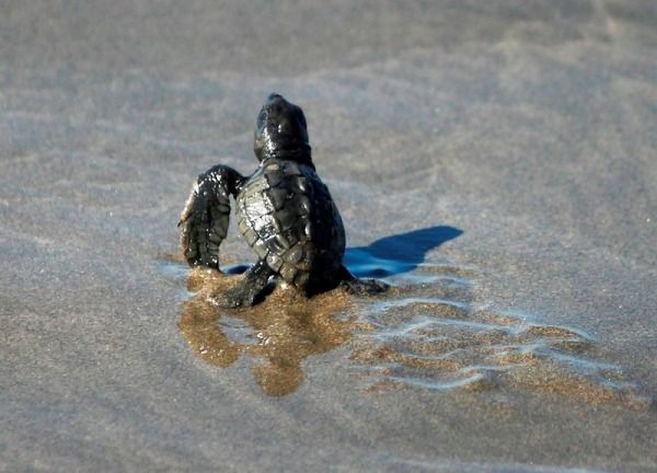 .Acapulco: 6-Hour Coyuca Lagoon Tour - Key Points