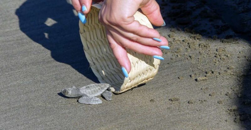 .Acapulco: Baby Sea Turtle Release Experience With Pickup - Key Points
