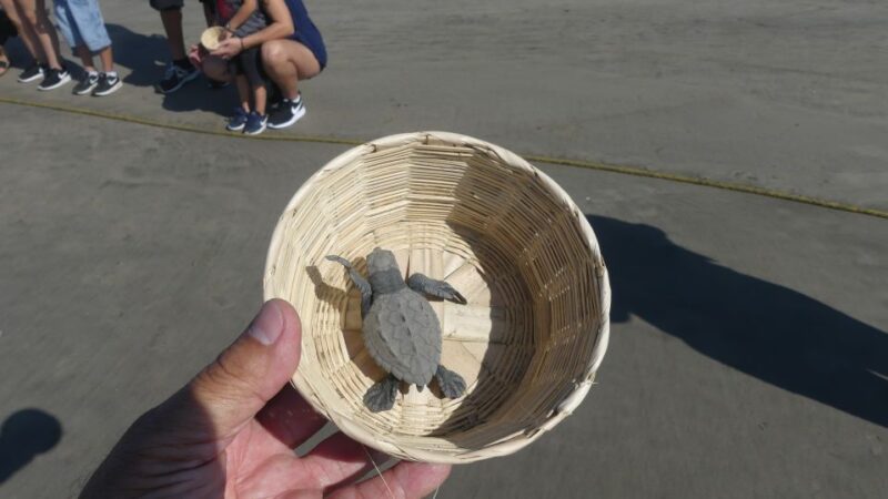.Acapulco: Baby Sea Turtle Release Experience With Pickup - Important Information