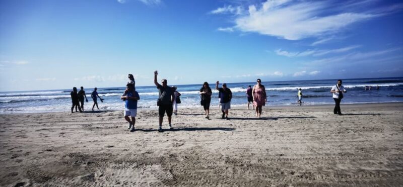 .Acapulco: Baby Sea Turtle Release Experience With Pickup - Customer Feedback