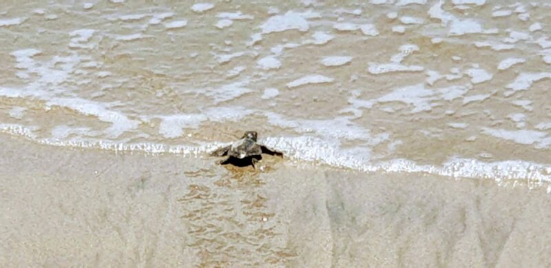 .Acapulco: Baby Sea Turtle Release Experience With Pickup - Timing and Duration