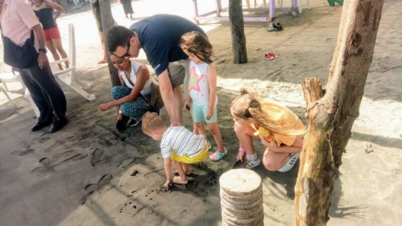 .Acapulco: Baby Sea Turtle Release Experience With Pickup - Species Spotting