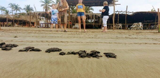 .Acapulco: Baby Sea Turtle Release Experience With Pickup - Frequently Asked Questions