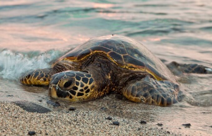 .Acapulco: Baby Turtle Release Tres Palos Lagoon Eco W/Lunch - Discovering Tres Palos Lagoon