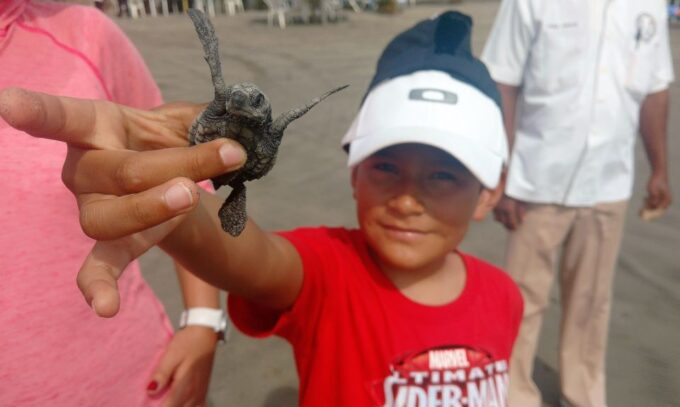 .Acapulco: Baby Turtle Release Tres Palos Lagoon Eco W/Lunch - Frequently Asked Questions