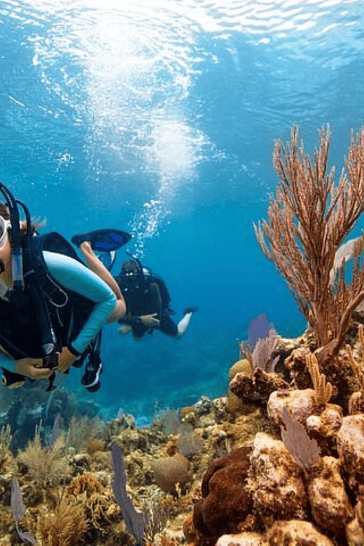 Acapulco: Scuba Diving in Roqueta Island - Pricing and Booking
