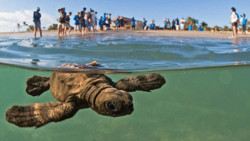 Acapulco: Turtle Release Experience - Experience Highlights