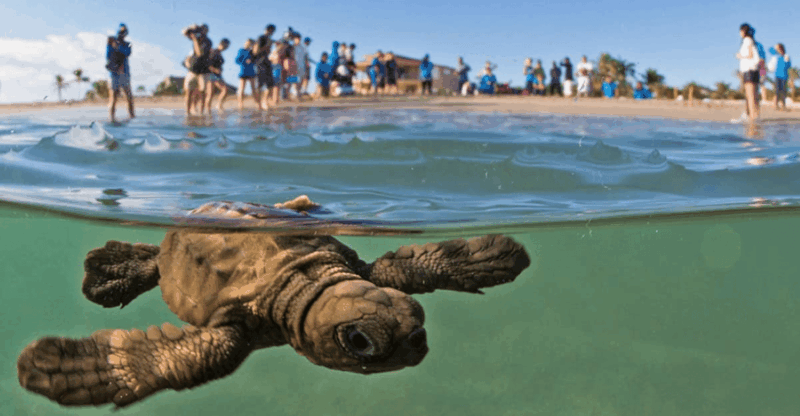 Acapulco: Turtle Release Experience - Transportation and Logistics