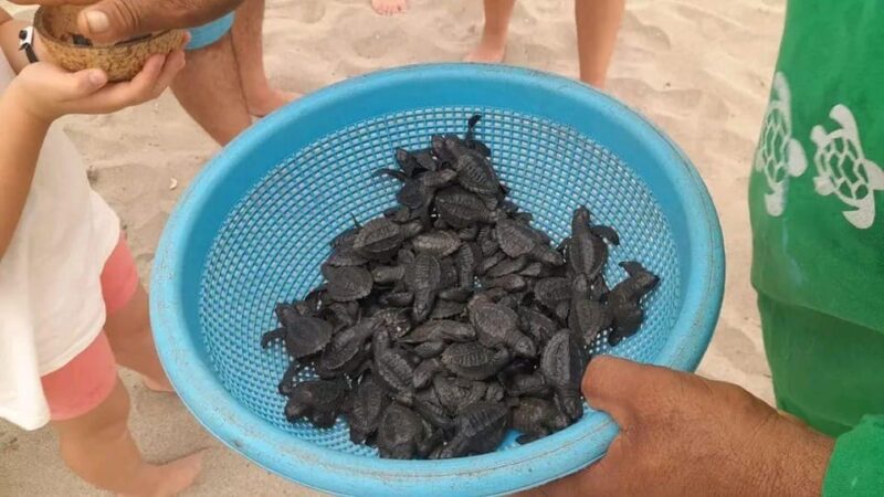 Acapulco: Turtle Release Experience - Conservation and Education