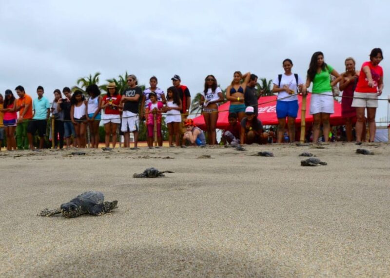 Acapulco: Turtle Release Experience - Booking Information