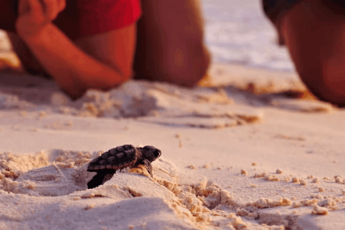 Acapulco: Turtle Release Experience - Adopt and Release a Turtle