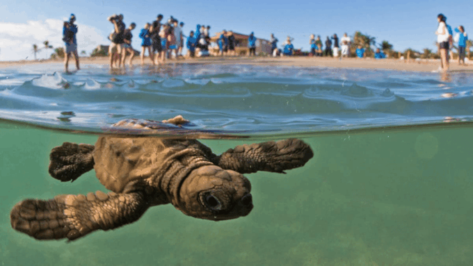 Acapulco: Turtle Release Experience - Frequently Asked Questions