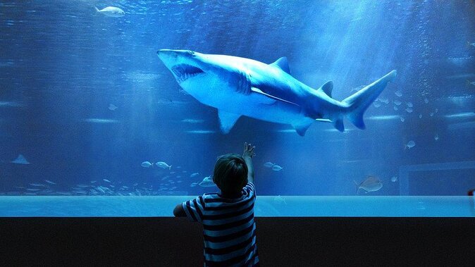 Access Entrance Ticket to AquaRio Aquarium - Including Transport and Ticket - Key Points