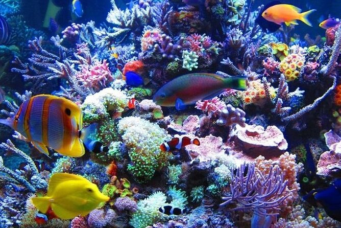 Access Entrance Ticket to AquaRio Aquarium - Including Transport and Ticket - Additional Information