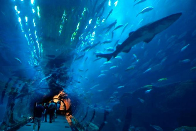 Access Entrance Ticket to AquaRio Aquarium - Including Transport and Ticket - Exploring Interactive Exhibits