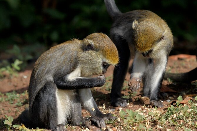 Accra: Wli Waterfalls and Tafi Monkey Sanctuary Private Day Tour - Exploring Wli Waterfalls