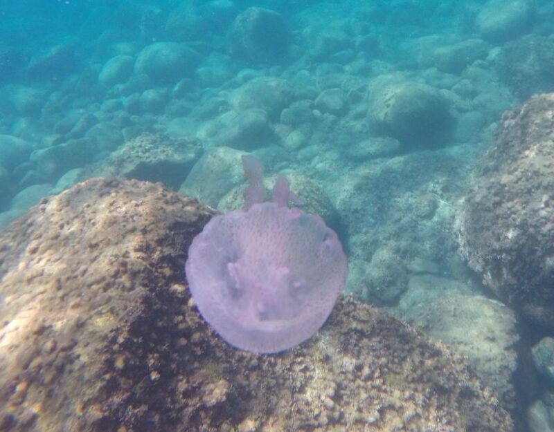 Aci Castello Scuba Diving for Beginners Visit to the Castle - Important Information