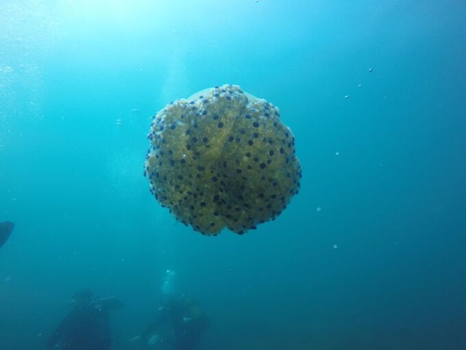 Aci Castello Scuba Diving for Beginners Visit to the Castle - What to Bring